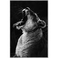Picture of Yawning lion _GroupedProduct_Rectangle_Portrait_Photography _GroupedProduct_Rectangle_Portrait_Canvas_Framed_