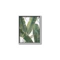 Picture of Banana Plant _GroupedProduct_Rectangle_Portrait_Photography _GroupedProduct_Rectangle_Portrait_Canvas_Framed_