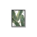 Picture of Banana Plant _GroupedProduct_Rectangle_Portrait_Photography _GroupedProduct_Rectangle_Portrait_Canvas_Framed_