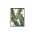 Picture of Banana Plant _GroupedProduct_Rectangle_Portrait_Photography _GroupedProduct_Rectangle_Portrait_Canvas_Framed_