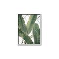 Picture of Banana Plant _GroupedProduct_Rectangle_Portrait_Photography _GroupedProduct_Rectangle_Portrait_Canvas_Framed_