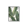 Picture of Banana Plant _GroupedProduct_Rectangle_Portrait_Photography _GroupedProduct_Rectangle_Portrait_Canvas_Framed_