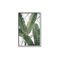 Picture of Banana Plant _GroupedProduct_Rectangle_Portrait_Photography _GroupedProduct_Rectangle_Portrait_Canvas_Framed_