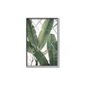 Picture of Banana Plant _GroupedProduct_Rectangle_Portrait_Photography _GroupedProduct_Rectangle_Portrait_Canvas_Framed_