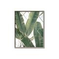 Picture of Banana Plant _GroupedProduct_Rectangle_Portrait_Photography _GroupedProduct_Rectangle_Portrait_Canvas_Framed_