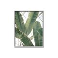 Picture of Banana Plant _GroupedProduct_Rectangle_Portrait_Photography _GroupedProduct_Rectangle_Portrait_Canvas_Framed_