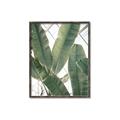 Picture of Banana Plant _GroupedProduct_Rectangle_Portrait_Photography _GroupedProduct_Rectangle_Portrait_Canvas_Framed_