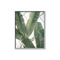 Picture of Banana Plant _GroupedProduct_Rectangle_Portrait_Photography _GroupedProduct_Rectangle_Portrait_Canvas_Framed_