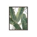 Picture of Banana Plant _GroupedProduct_Rectangle_Portrait_Photography _GroupedProduct_Rectangle_Portrait_Canvas_Framed_