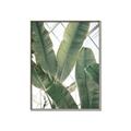 Picture of Banana Plant _GroupedProduct_Rectangle_Portrait_Photography _GroupedProduct_Rectangle_Portrait_Canvas_Framed_