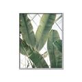 Picture of Banana Plant _GroupedProduct_Rectangle_Portrait_Photography _GroupedProduct_Rectangle_Portrait_Canvas_Framed_