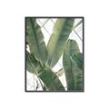 Picture of Banana Plant _GroupedProduct_Rectangle_Portrait_Photography _GroupedProduct_Rectangle_Portrait_Canvas_Framed_