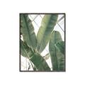 Picture of Banana Plant _GroupedProduct_Rectangle_Portrait_Photography _GroupedProduct_Rectangle_Portrait_Canvas_Framed_