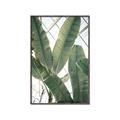 Picture of Banana Plant _GroupedProduct_Rectangle_Portrait_Photography _GroupedProduct_Rectangle_Portrait_Canvas_Framed_