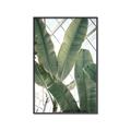 Picture of Banana Plant _GroupedProduct_Rectangle_Portrait_Photography _GroupedProduct_Rectangle_Portrait_Canvas_Framed_
