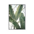 Picture of Banana Plant _GroupedProduct_Rectangle_Portrait_Photography _GroupedProduct_Rectangle_Portrait_Canvas_Framed_