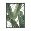 Picture of Banana Plant _GroupedProduct_Rectangle_Portrait_Photography _GroupedProduct_Rectangle_Portrait_Canvas_Framed_