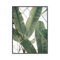 Picture of Banana Plant _GroupedProduct_Rectangle_Portrait_Photography _GroupedProduct_Rectangle_Portrait_Canvas_Framed_