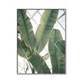 Picture of Banana Plant _GroupedProduct_Rectangle_Portrait_Photography _GroupedProduct_Rectangle_Portrait_Canvas_Framed_