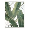 Picture of Banana Plant _GroupedProduct_Rectangle_Portrait_Photography _GroupedProduct_Rectangle_Portrait_Canvas_Framed_