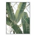 Picture of Banana Plant _GroupedProduct_Rectangle_Portrait_Photography _GroupedProduct_Rectangle_Portrait_Canvas_Framed_