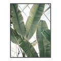 Picture of Banana Plant _GroupedProduct_Rectangle_Portrait_Photography _GroupedProduct_Rectangle_Portrait_Canvas_Framed_
