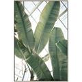 Picture of Banana Plant _GroupedProduct_Rectangle_Portrait_Photography _GroupedProduct_Rectangle_Portrait_Canvas_Framed_