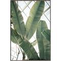 Picture of Banana Plant _GroupedProduct_Rectangle_Portrait_Photography _GroupedProduct_Rectangle_Portrait_Canvas_Framed_