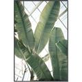 Picture of Banana Plant _GroupedProduct_Rectangle_Portrait_Photography _GroupedProduct_Rectangle_Portrait_Canvas_Framed_