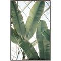 Picture of Banana Plant _GroupedProduct_Rectangle_Portrait_Photography _GroupedProduct_Rectangle_Portrait_Canvas_Framed_