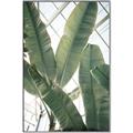Picture of Banana Plant _GroupedProduct_Rectangle_Portrait_Photography _GroupedProduct_Rectangle_Portrait_Canvas_Framed_