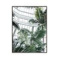 Picture of Tropical Greenhouse ll _GroupedProduct_Rectangle_Portrait_Photography _GroupedProduct_Rectangle_Portrait_Canvas_Framed_