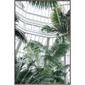 Picture of Tropical Greenhouse ll _GroupedProduct_Rectangle_Portrait_Photography _GroupedProduct_Rectangle_Portrait_Canvas_Framed_