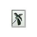 Picture of Green Sprout white _GroupedProduct_Rectangle_Portrait_Photography _GroupedProduct_Rectangle_Portrait_Canvas_Framed_