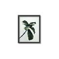 Picture of Green Sprout white _GroupedProduct_Rectangle_Portrait_Photography _GroupedProduct_Rectangle_Portrait_Canvas_Framed_