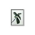 Picture of Green Sprout white _GroupedProduct_Rectangle_Portrait_Photography _GroupedProduct_Rectangle_Portrait_Canvas_Framed_