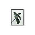 Picture of Green Sprout white _GroupedProduct_Rectangle_Portrait_Photography _GroupedProduct_Rectangle_Portrait_Canvas_Framed_