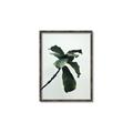 Picture of Green Sprout white _GroupedProduct_Rectangle_Portrait_Photography _GroupedProduct_Rectangle_Portrait_Canvas_Framed_