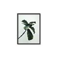 Picture of Green Sprout white _GroupedProduct_Rectangle_Portrait_Photography _GroupedProduct_Rectangle_Portrait_Canvas_Framed_