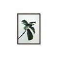 Picture of Green Sprout white _GroupedProduct_Rectangle_Portrait_Photography _GroupedProduct_Rectangle_Portrait_Canvas_Framed_