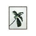 Picture of Green Sprout white _GroupedProduct_Rectangle_Portrait_Photography _GroupedProduct_Rectangle_Portrait_Canvas_Framed_