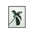 Picture of Green Sprout white _GroupedProduct_Rectangle_Portrait_Photography _GroupedProduct_Rectangle_Portrait_Canvas_Framed_