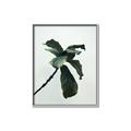 Picture of Green Sprout white _GroupedProduct_Rectangle_Portrait_Photography _GroupedProduct_Rectangle_Portrait_Canvas_Framed_