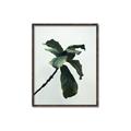 Picture of Green Sprout white _GroupedProduct_Rectangle_Portrait_Photography _GroupedProduct_Rectangle_Portrait_Canvas_Framed_