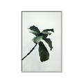 Picture of Green Sprout white _GroupedProduct_Rectangle_Portrait_Photography _GroupedProduct_Rectangle_Portrait_Canvas_Framed_
