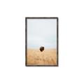 Picture of Field Guy _GroupedProduct_Rectangle_Portrait_Photography _GroupedProduct_Rectangle_Portrait_Canvas_Framed_