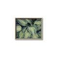 Picture of Chinese Evergreen  _GroupedProduct_Rectangle_Landscape_Photography _GroupedProduct_Rectangle_Landscape_Canvas_Framed_