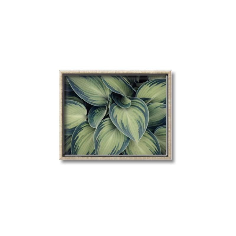 Picture of Chinese Evergreen  _GroupedProduct_Rectangle_Landscape_Photography _GroupedProduct_Rectangle_Landscape_Canvas_Framed_