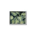 Picture of Chinese Evergreen  _GroupedProduct_Rectangle_Landscape_Photography _GroupedProduct_Rectangle_Landscape_Canvas_Framed_