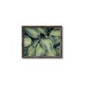 Picture of Chinese Evergreen  _GroupedProduct_Rectangle_Landscape_Photography _GroupedProduct_Rectangle_Landscape_Canvas_Framed_